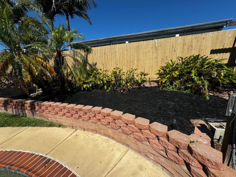 neatly trimmed palm trees, black mulch