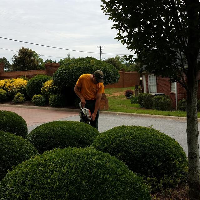 Shaping the grass