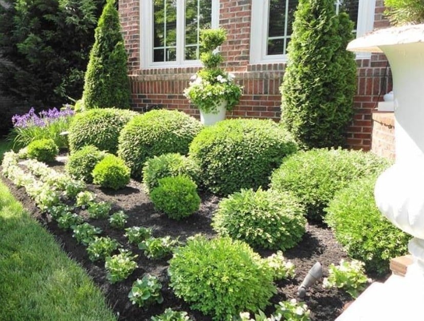 healthy trees