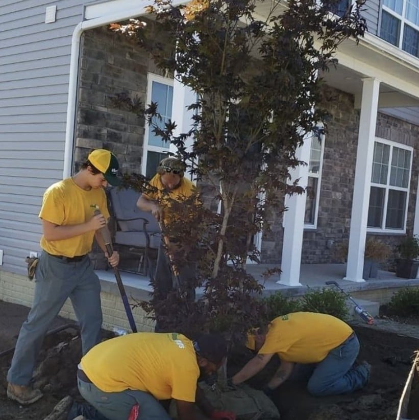 tree planting