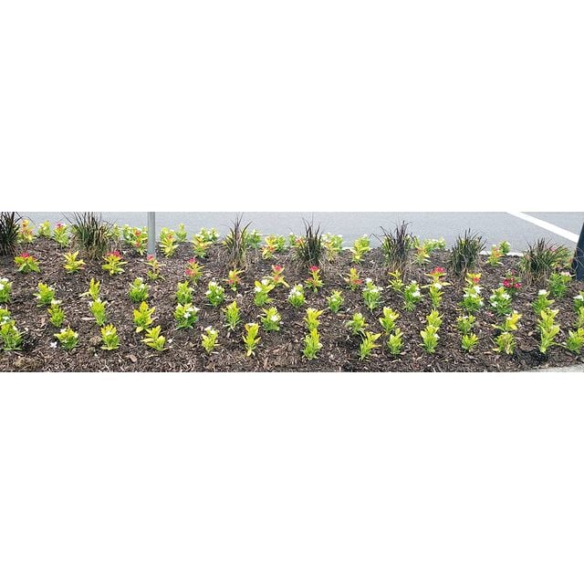 flower beds