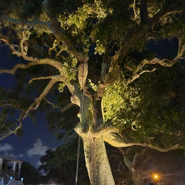 Trees lit at night