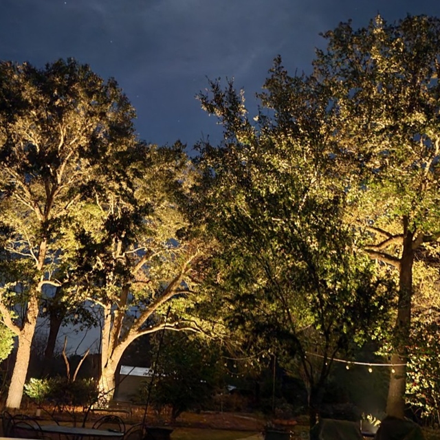 Trees lit with outdoor lighting