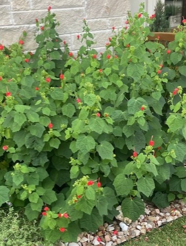 Turks Cap