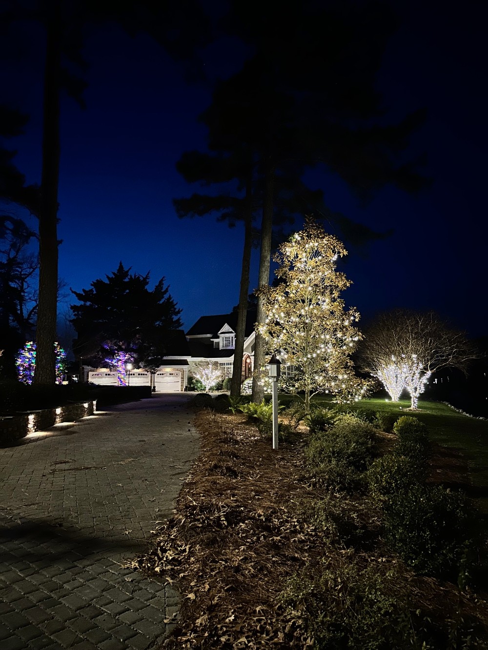 tree wrapping