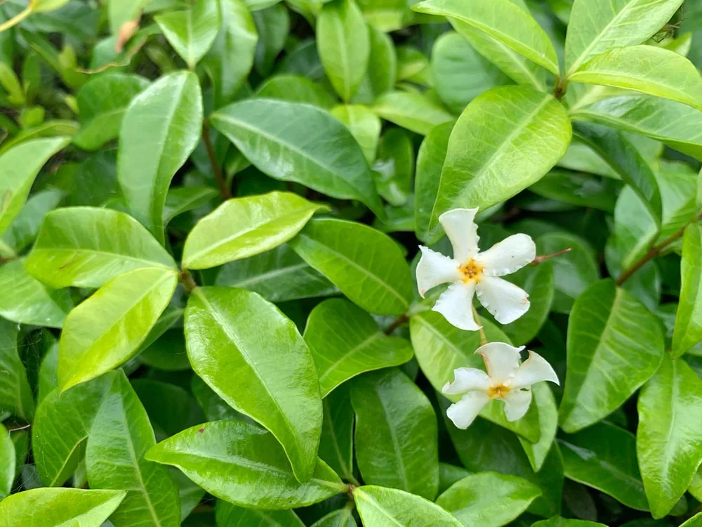 Asiatic Jasmine