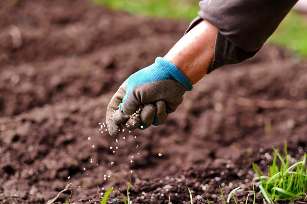 Landscaper applying fertilizer to soil