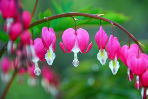 Bleeding heart plant in bloom, with pink heart-shaped flower