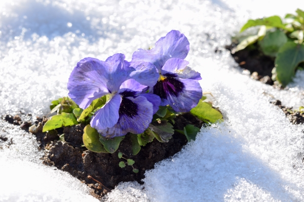purple pansies surrounded by snow