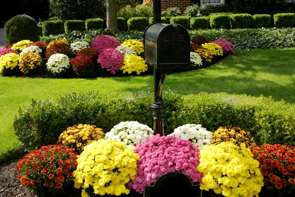 Mums flowers around mailbox in residential front yard