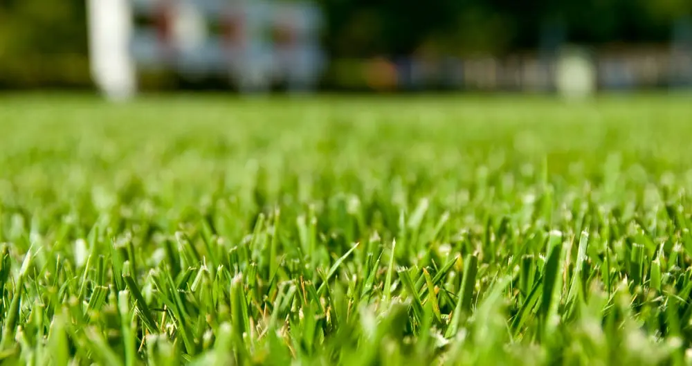 Healthy grass in a residential lawn