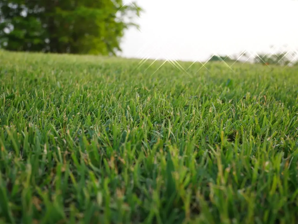 Lawn with Bermuda grass