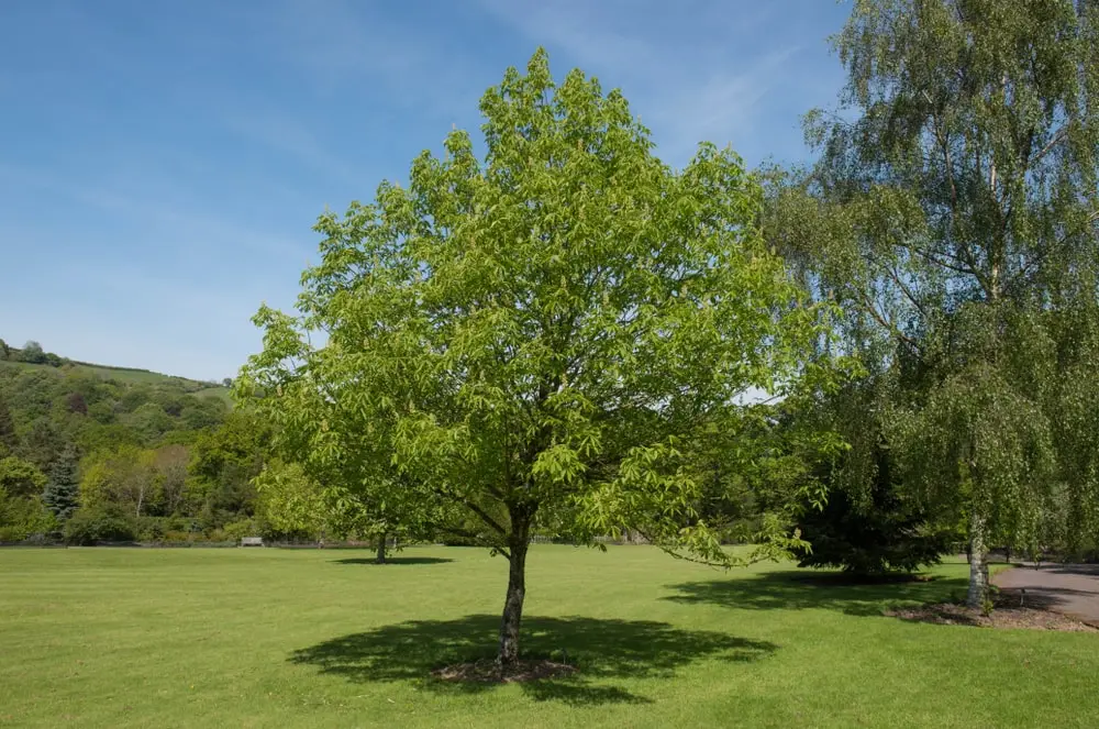 Buckeye tree
