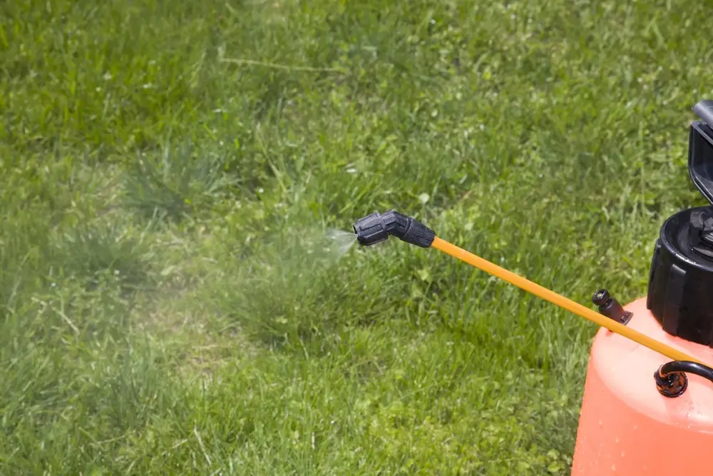 Landscaper spraying insecticide on grass