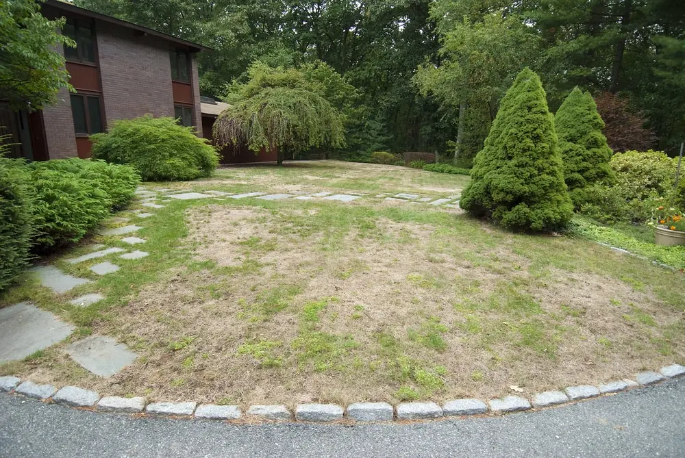Residential yard with lawn disease