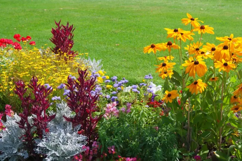 Colorful annual flowers in a garden. 