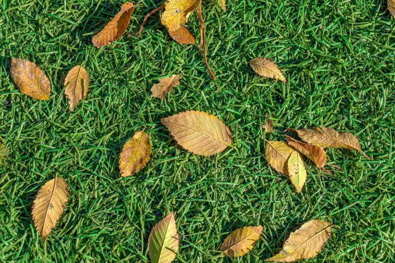 Leaves on artificial turf.