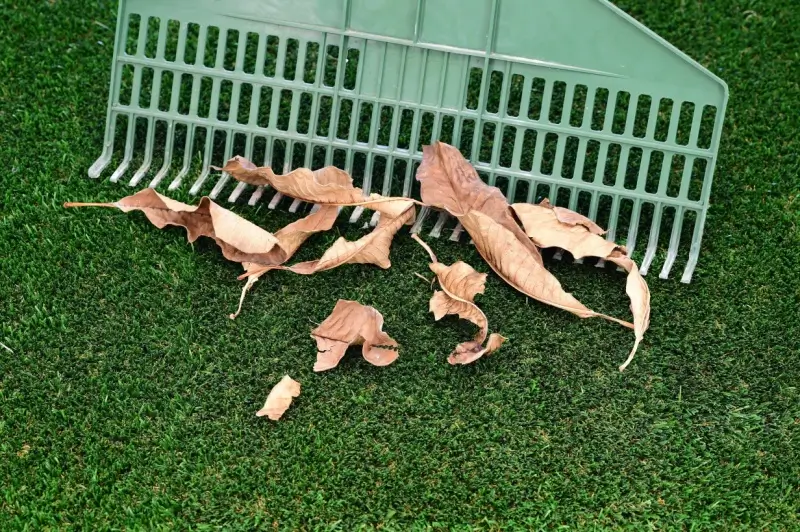 Rake in leaves on artificial grass.