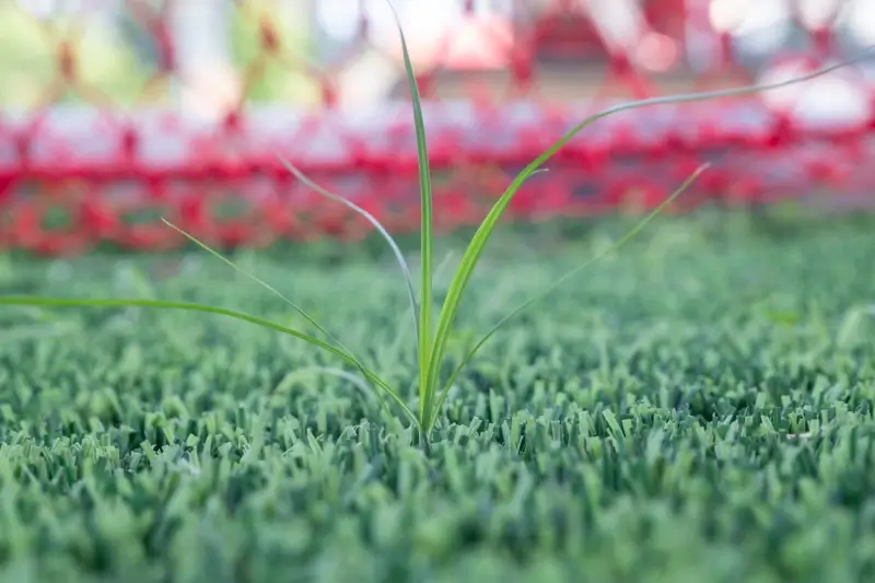 Weed growing through artificial grass.