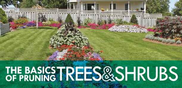 Nice yard with text: "The basics of pruning trees & shrubs"
