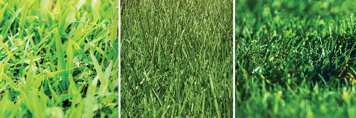 Different Types of Lawn Grasses Hero Image