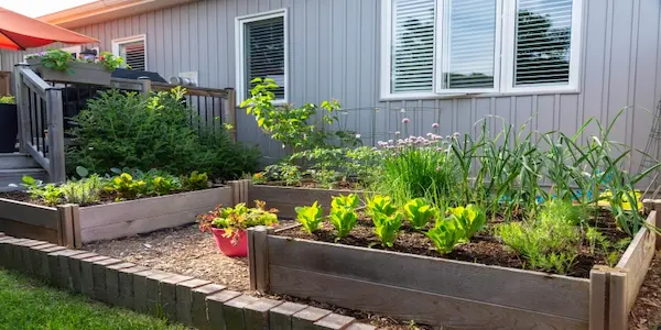 A backyard raised bed vegetable garden