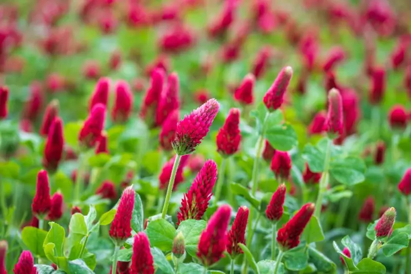 Crimson clover flowers in a field.