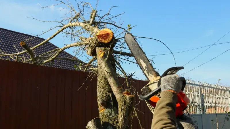 Landscaper cutting a tree on a residential property.