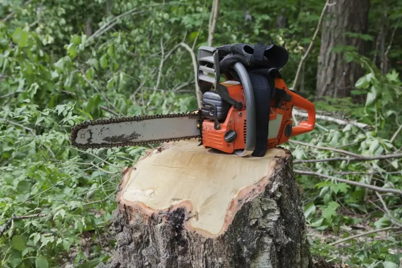 Chainsaw on top of a tree stump.