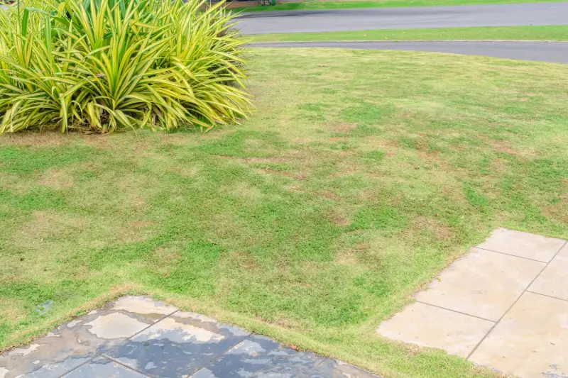 Dead patches in grass due to lawn grub infestation.