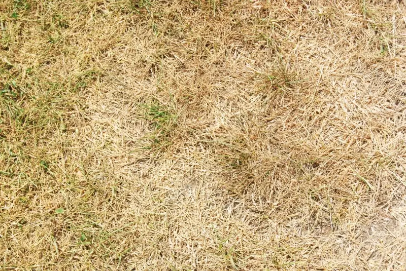 Large patch of dead grass.
