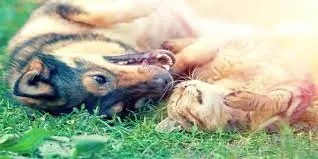 Cute cat and dog playing in the grass