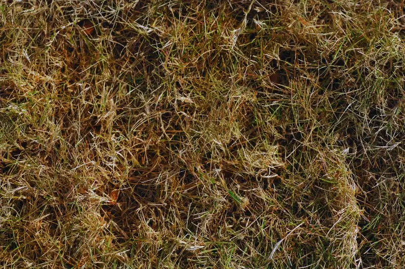 Dormant grass in the winter.