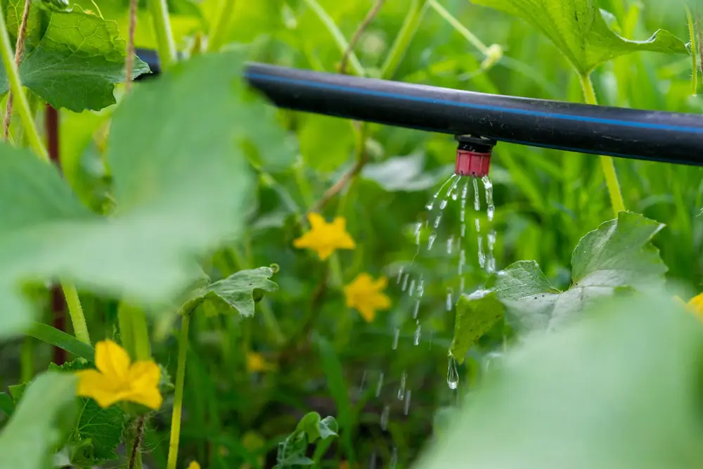 Drip irrigation system watering vegetables