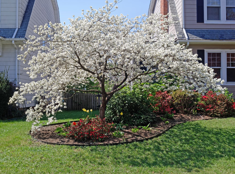 Dogwood tree in front yard