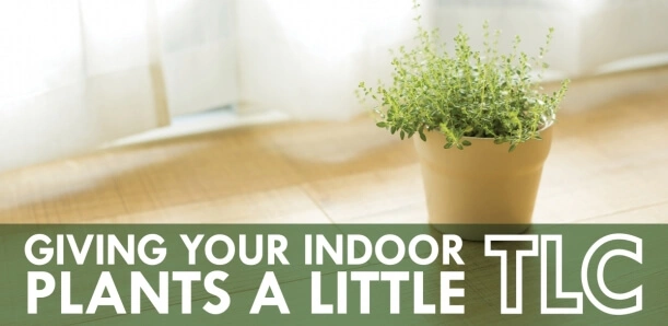 Giving a Little Tender Loving Care to Your Indoor Plants Blog Hero Image