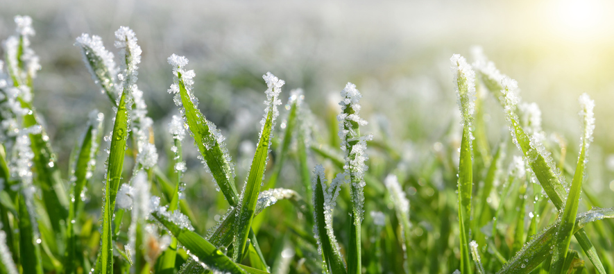 Close up of ice crystals on grass | The Grounds Guys of Gettysburg