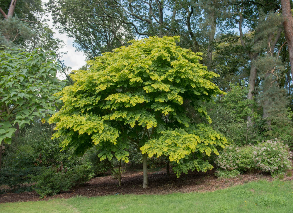 American yellowwood tree