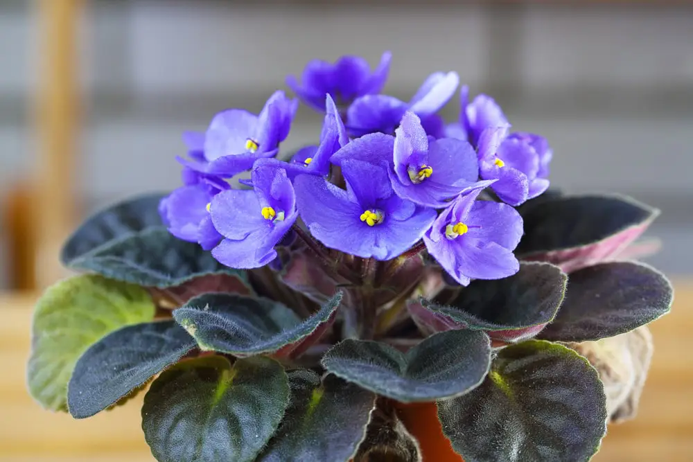 African Violet houseplant.