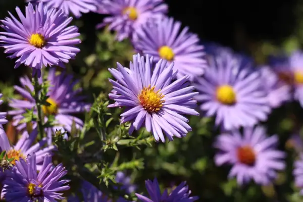 Aster flowers.