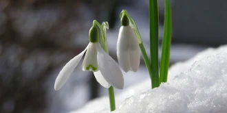 Snowdrop plant in bloom