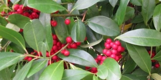 Holly plant with Berries