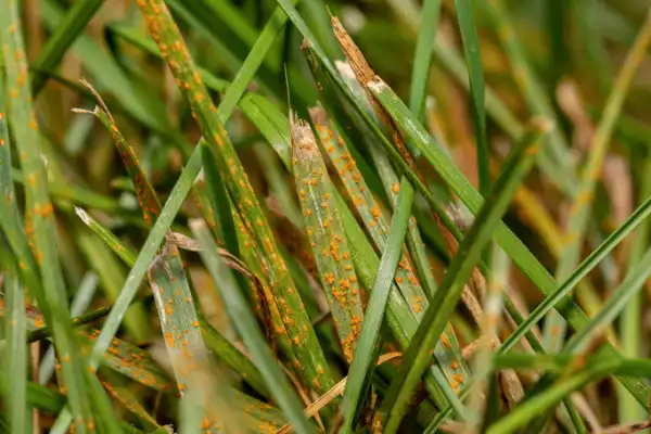 Lawn rust appearing as orange spots on blades of grass.