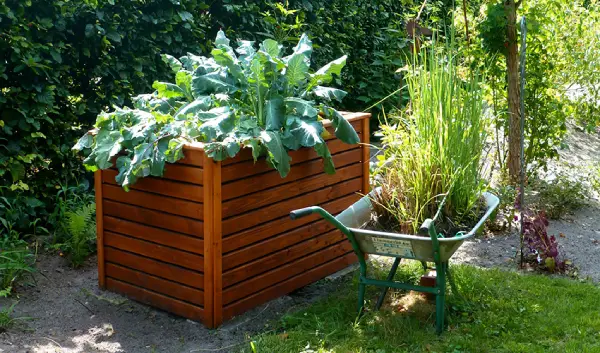 Healthy plants in a raised garden bed