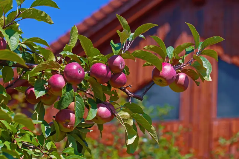 The branch of an apple tree with ripe apples.