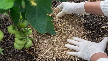 Gloved hands placing straw mulch in a garden bed under a tomato plant.