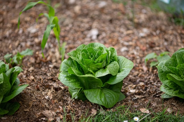 Lettuce growing in vegetable bed with leaves for mulch