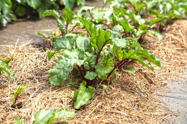 Beets in vegetable garden with organic mulch