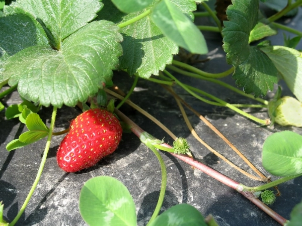 Strawberries in garden with black plastic weed barrier