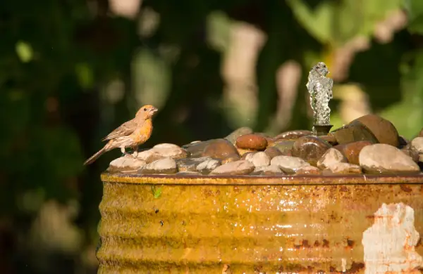 Bird sitting on water fountain in residential yard.